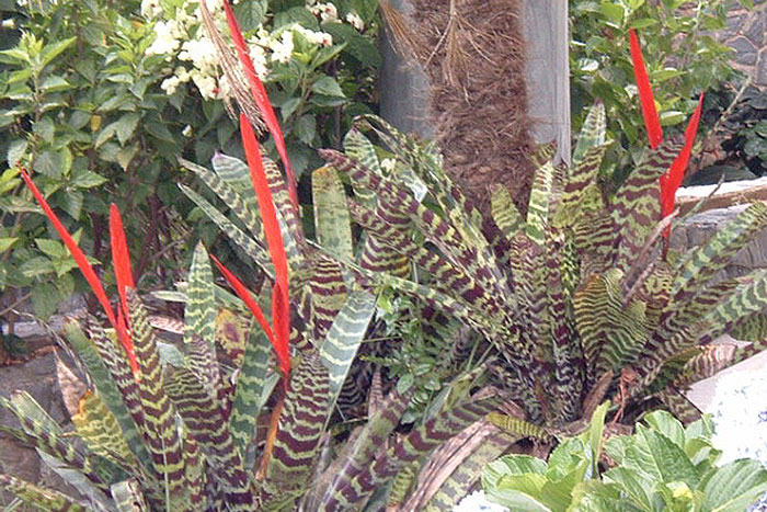 horizontally striped green and black leaves with red flower shoots