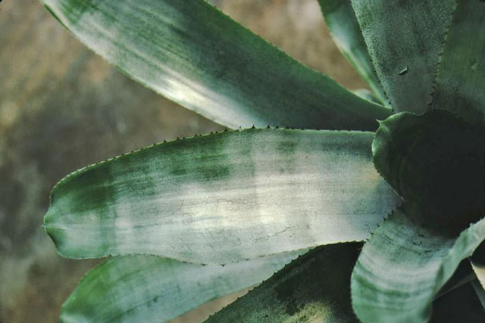 green triangular leaves