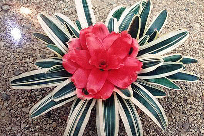 red flower of plant with long, tan and green stripped leaves