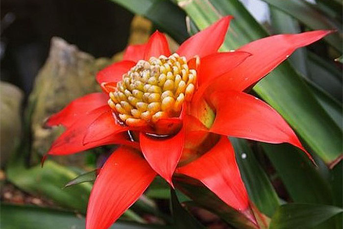 red flower