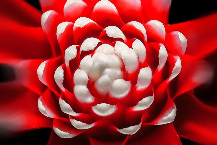 red flower petals with white tips