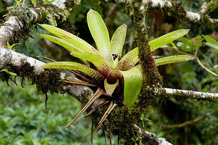 plant with yellow-green leaves in a tree