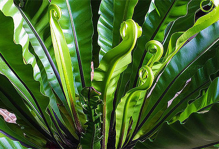green elongated leaves