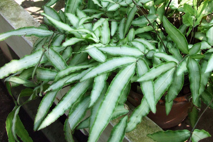green and white elongated leaves