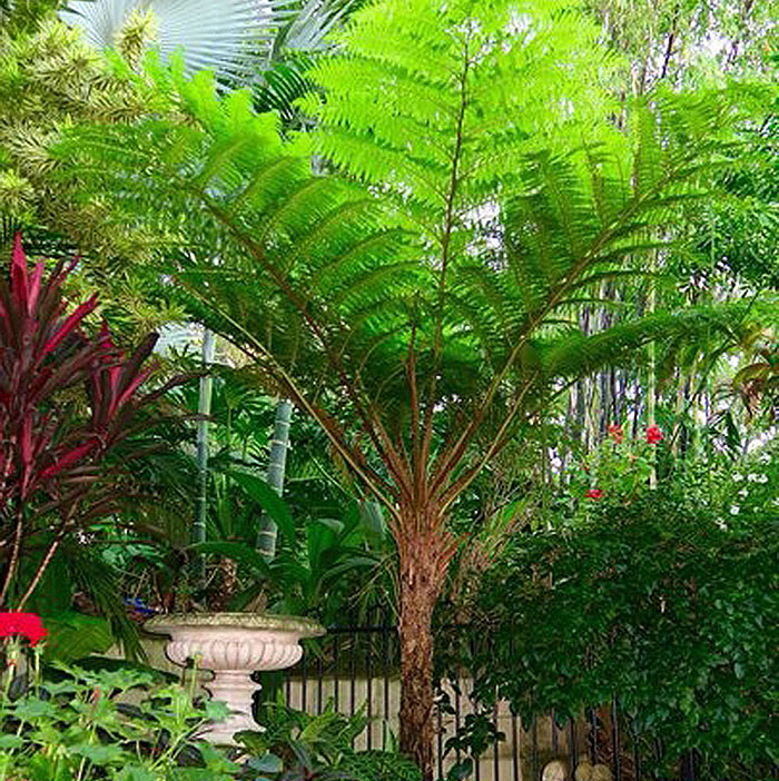 tree fern