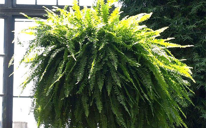 fern in hanging basket