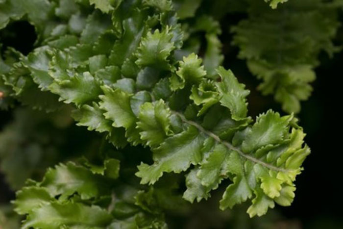 foliage of fluffy ruffles fern