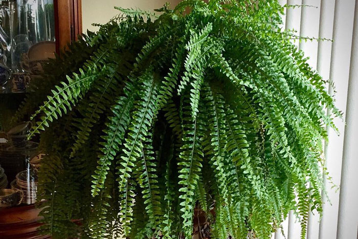 fern in hanging container