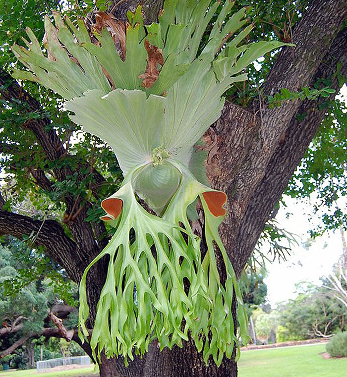 light green plant hanging in tree