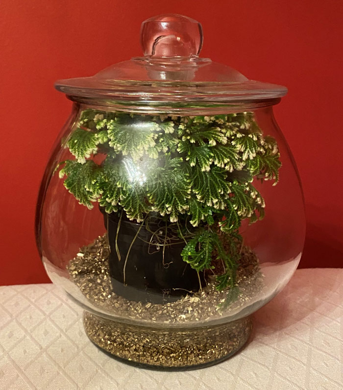 green fern with white tips in glass terrarium on red background