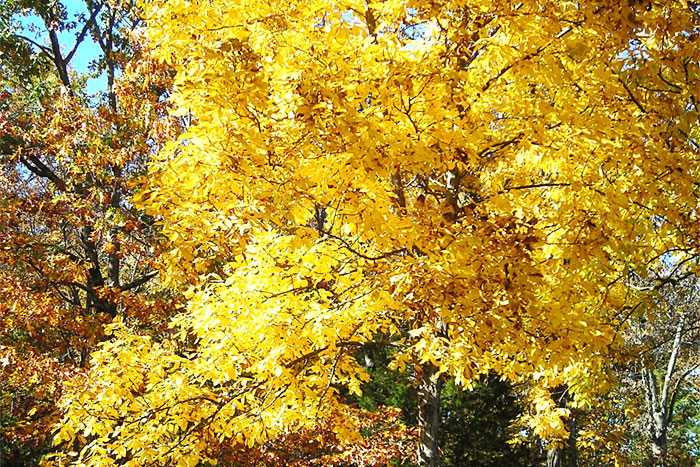 tree with yellow leaves