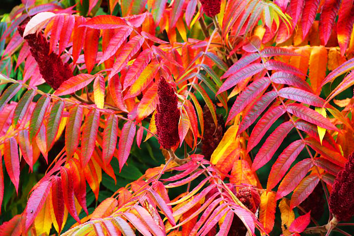 branch with red leaves with yellow margins