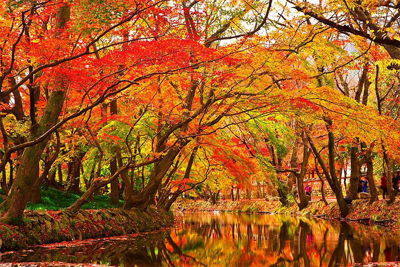 trees on canal with yellow to red leaves