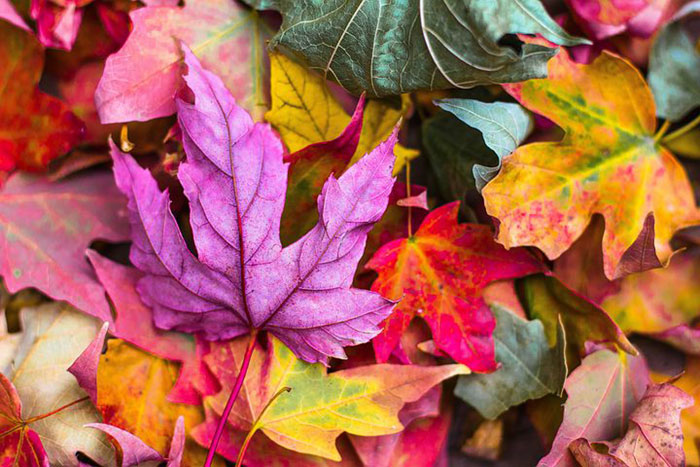 multi-colored leaves