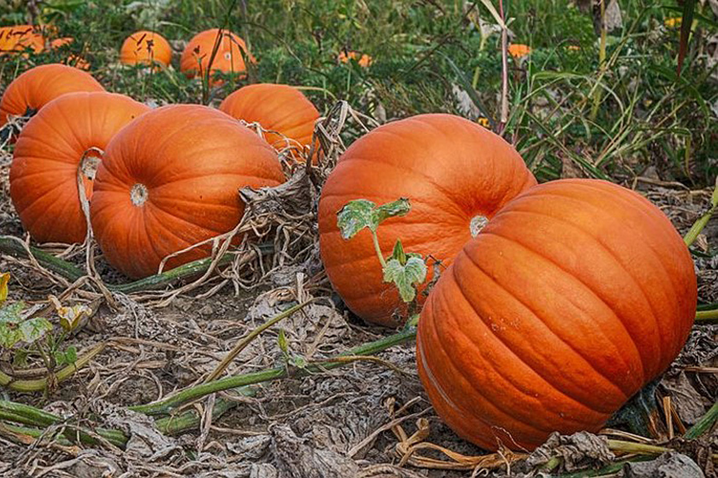 pumpkins in a field