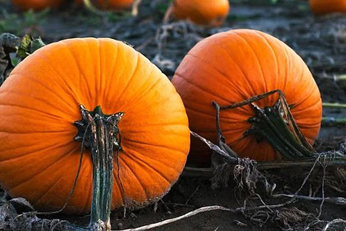 two mature pumpkins