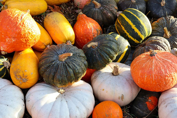 multi-colored pumpkins
