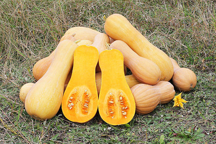 pile of butternut squash with two cross sections