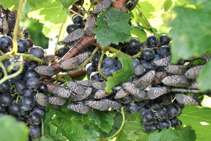 spotted lanternflys on grapes