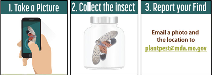 three steps to notify of possible spotted lanternfly