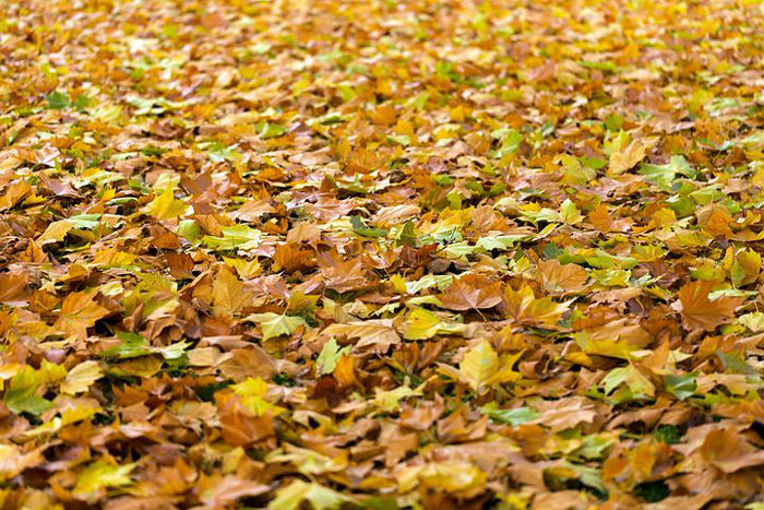 leaves covering turfgrass