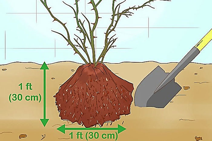 illustration of rose bush with no leaves being mulched