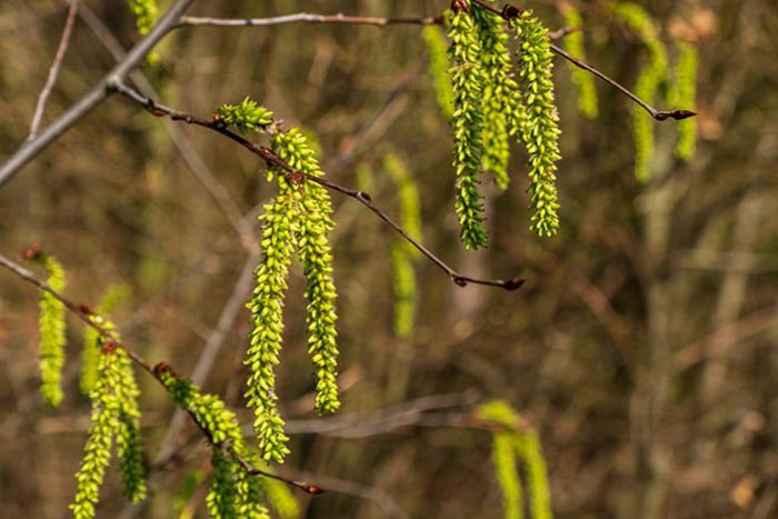 light green flower clusters hanging from tree