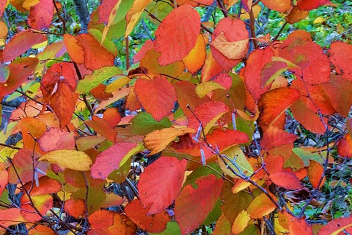 multi-colored leaves