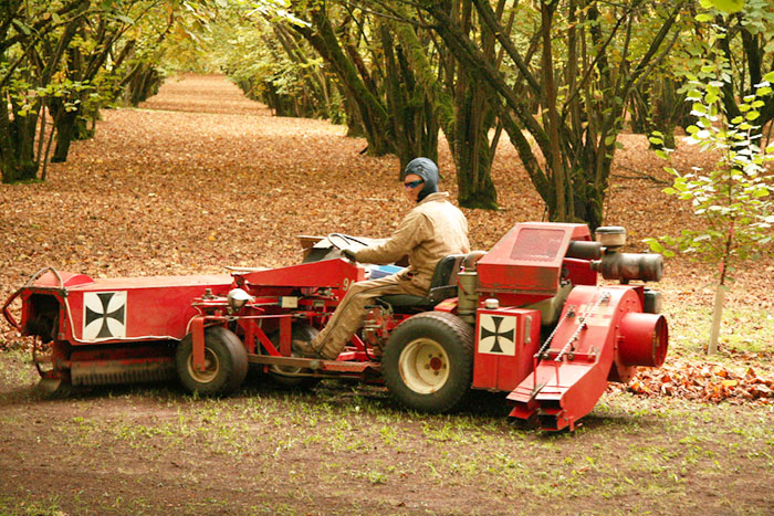 man on red filbert harvester in orchard