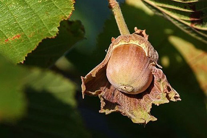 nut hanging from tree