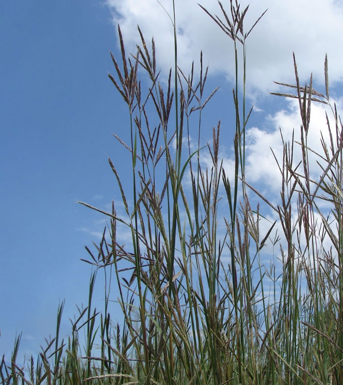 tall grass with seed heads