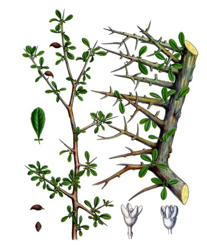 diagram of thorny twig