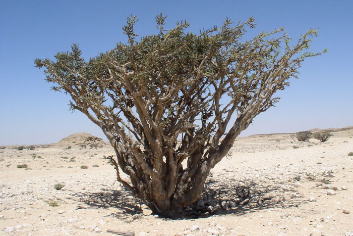 rankincense tree in desert