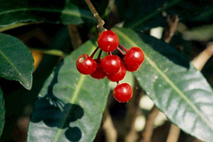 red berries with green leaves