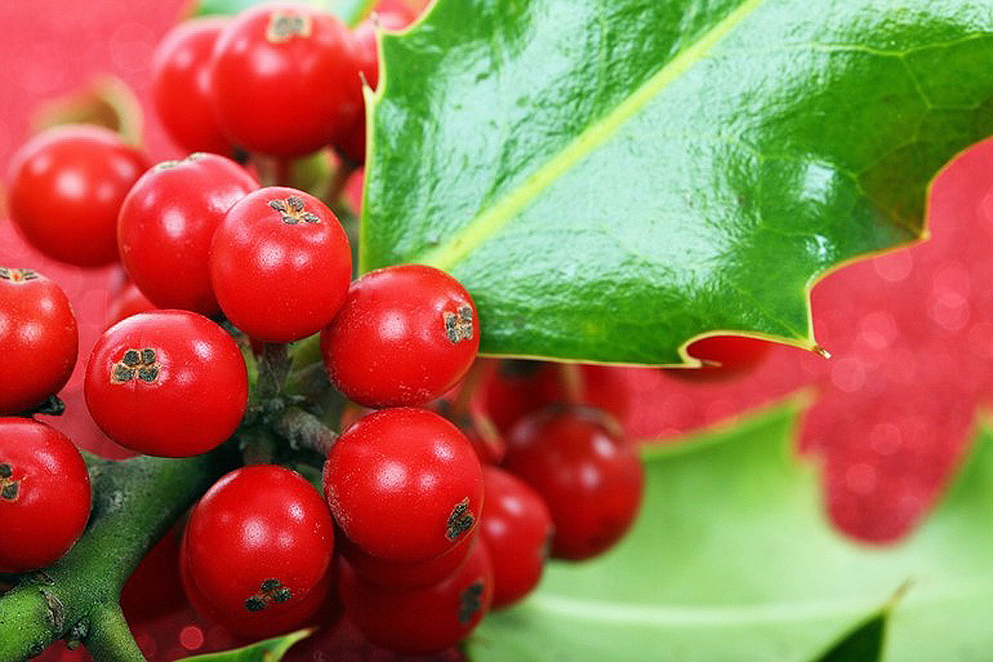 red berries with green leaves