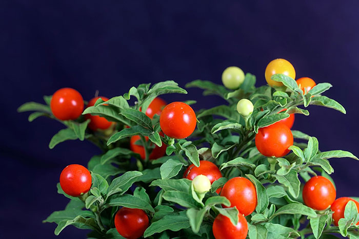 red and white berries with green leaves