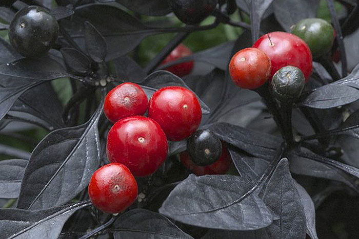 red berries with black leaves