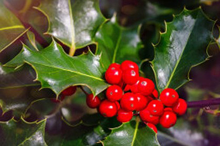 red berries with green leaves