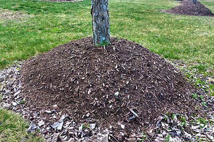 mulch mounded around base of tree