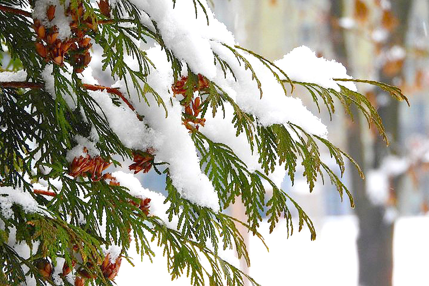 pine tree covered in snow