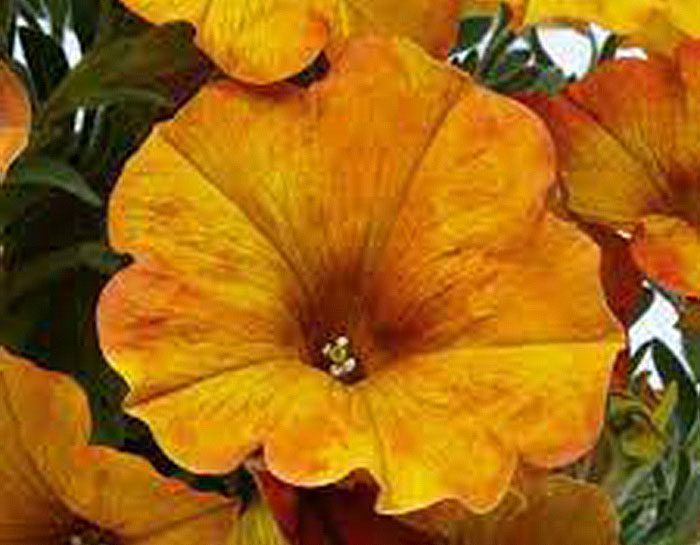 yellow-orange colored flowers