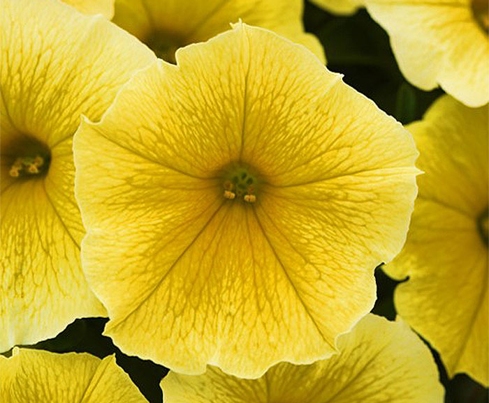 yellow colored flowers