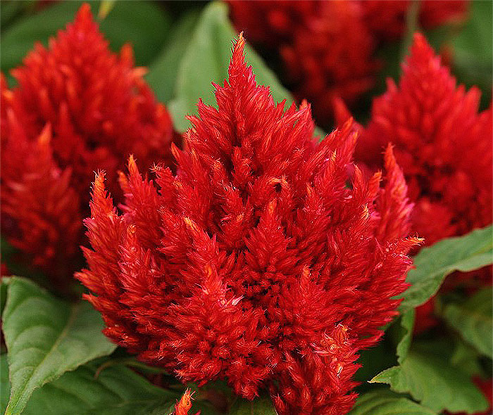 red colored flowers