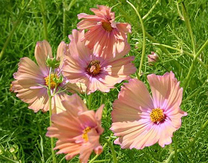 peach and pink colored flowers