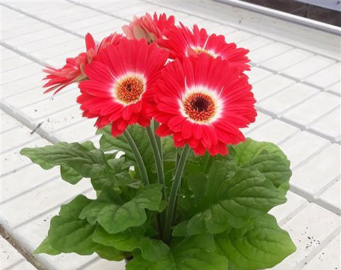 red and white colored flowers