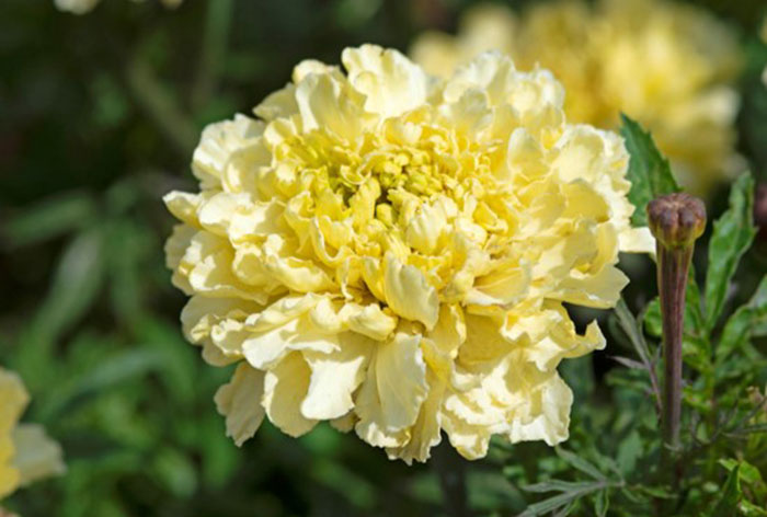 light yellow colored flowers