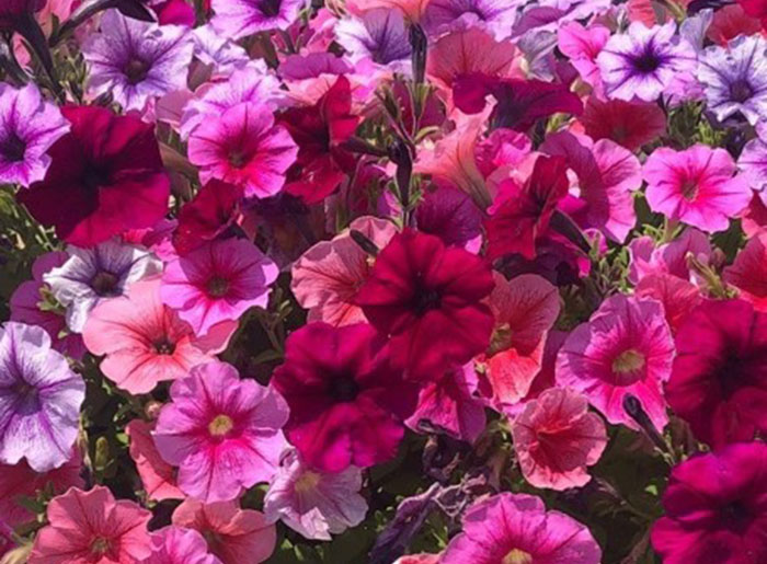 pink and purple colored flowers