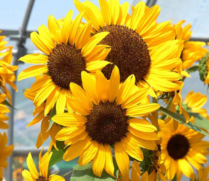 yellow colored flowers