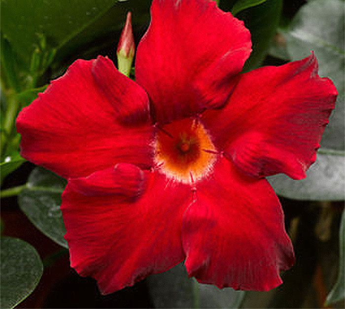 red colored flowers