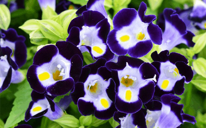 purple-lavender colored flowers